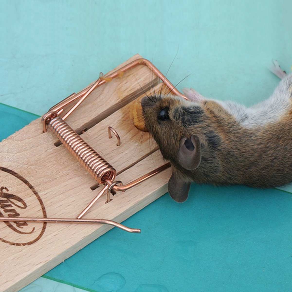 Mousetrap