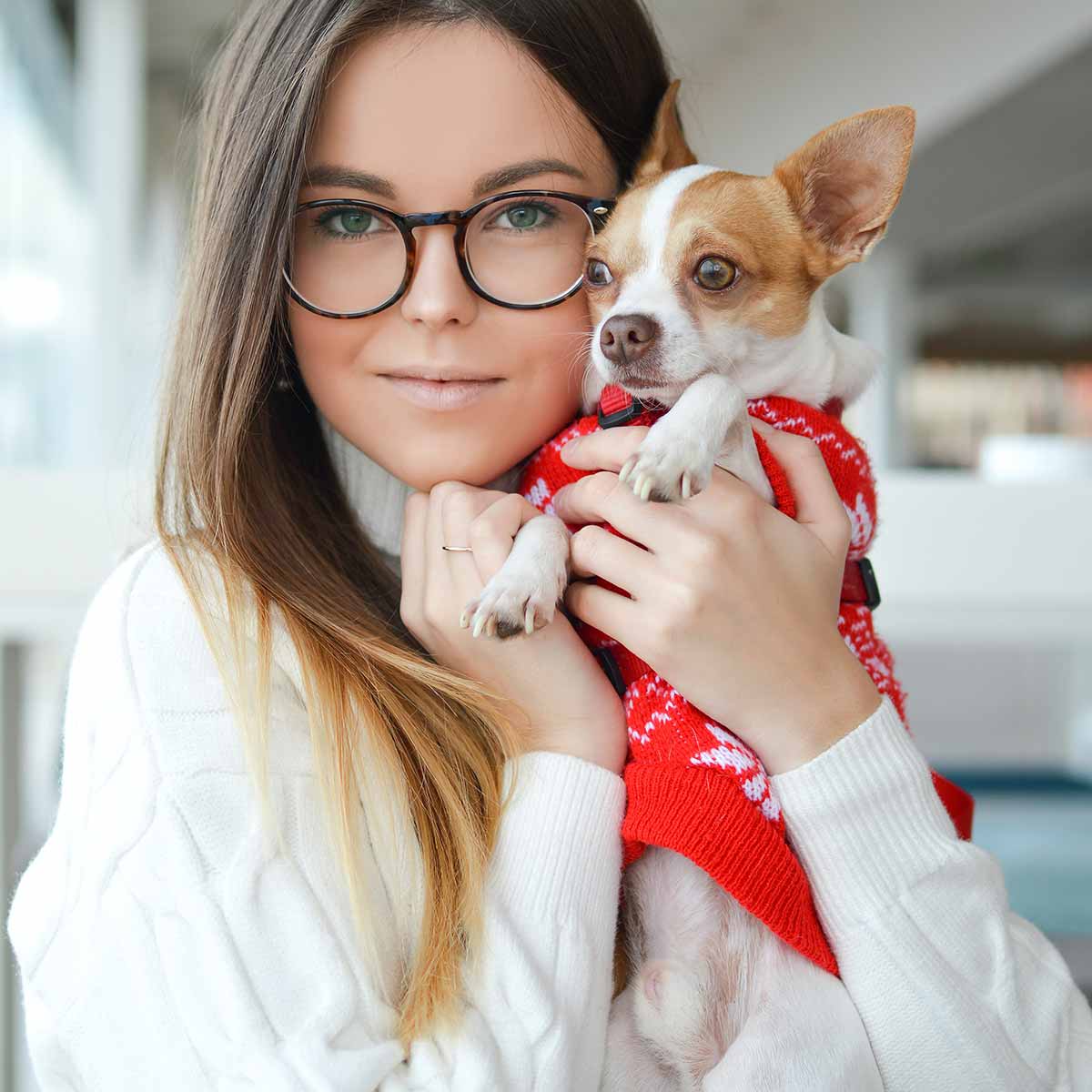 Pet dog